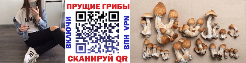 купить  цена  Ногинск  KRAKEN как войти  Галлюциногенные грибы Cubensis 